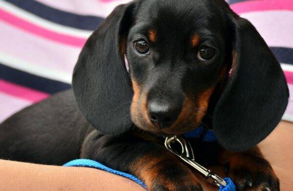 Dachhund puppy in its owners arm, looking cute.